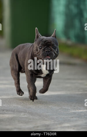 Cute purebreed Grau frech Bulldog außerhalb gefangen beim Laufen auf dem Bürgersteig. In der Luft Position gedreht. Glückliche junge Welpe ist absolut bezaubernd in Stockfoto