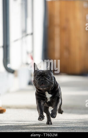 Nett und lustig Französische Bulldogge Schuss aus der Perspektive beim Laufen auf die Kamera vor dem Haus. Im Hochformat Geschossen. Canine Aktion Stockfoto