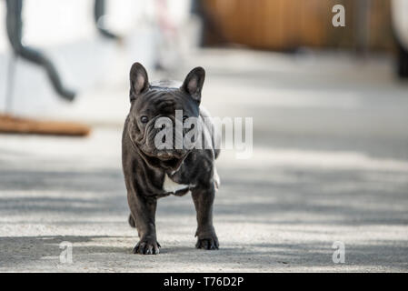 Französische Bulldogge suchen ernsthafte, während draußen vor dem Haus sitzt auf dem Bürgersteig. Im Modus "Landschaft" Geschossen dieses niedliche purebreed Li zu portratit Stockfoto