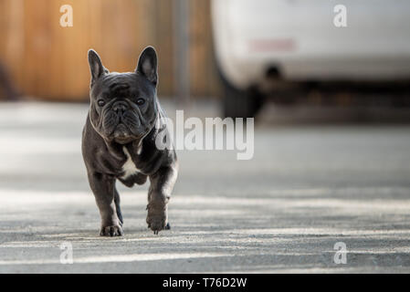 Outdoor Portrait von Französische Bulldogge Schuß vor dem Haus beim Gehen auf dem Bürgersteig und Suchen in Richtung Kamera. Natürliches Licht Portraitfotos in Stockfoto