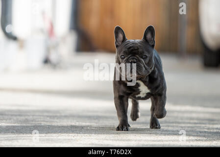 Outdoor Portrait von Französische Bulldogge Schuß vor dem Haus beim Gehen auf dem Bürgersteig und Suchen in Richtung Kamera. Natürliches Licht Portraitfotos in Stockfoto