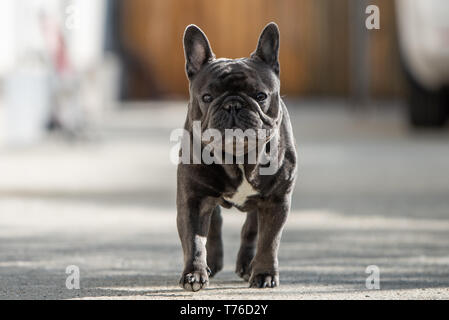 Outdoor Portrait von Französische Bulldogge Schuß vor dem Haus beim Gehen auf dem Bürgersteig und Suchen in Richtung Kamera. Natürliches Licht Portraitfotos in Stockfoto