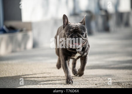 Outdoor Portrait von Französische Bulldogge Schuß vor dem Haus beim Gehen auf dem Bürgersteig und Suchen in Richtung Kamera. Natürliches Licht Portraitfotos in Stockfoto