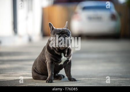 Bezaubernde französische Bulldogge bewacht das Haus Eingang vor eine Weiße verschwommene Auto. Unscharfer Hintergrund mit Schwerpunkt Hund Stockfoto