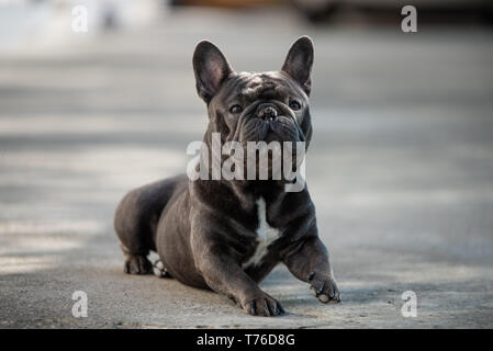 Neugierig sitzen Französische bulldgog Sucht gerade nach rechts. Smart Hund versucht ernst zu schauen Stockfoto