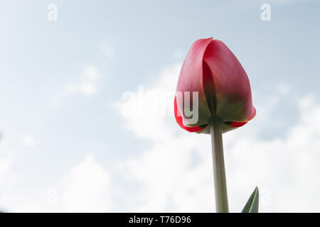 Rote Tulpe in den Himmel schauen, Feder Stimmung. Stockfoto