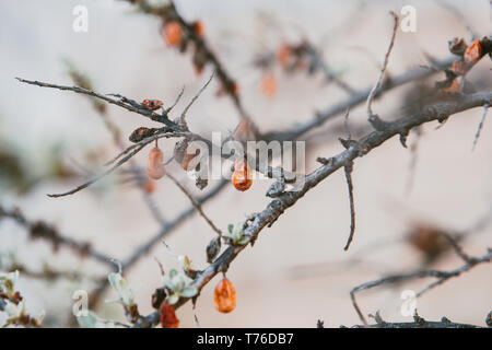 Sanddorn Baum mit Beeren, aber ohne Blätter am Baum haben, verblasst. Stockfoto