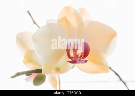 Blühende Orchidee close-up Licht vom Fenster. Stockfoto