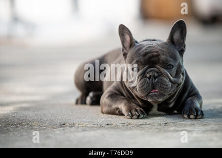 Französische Bulldogge Festlegung auf dem Bürgersteig und Outdoor. Canine Portraitfotos in natürlichem Licht und Querformat Stockfoto