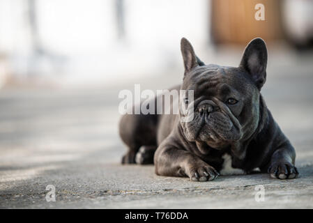 Französische Bulldogge Festlegung auf dem Bürgersteig und Outdoor. Canine Portraitfotos in natürlichem Licht und Querformat Stockfoto