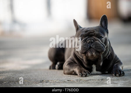 Französische Bulldogge Festlegung auf dem Bürgersteig und Outdoor. Canine Portraitfotos in natürlichem Licht und Querformat Stockfoto