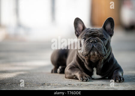 Französische Bulldogge Festlegung auf dem Bürgersteig und Outdoor. Canine Portraitfotos in natürlichem Licht und Querformat Stockfoto