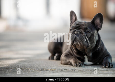 Französische Bulldogge Festlegung auf dem Bürgersteig und Outdoor. Canine Portraitfotos in natürlichem Licht und Querformat Stockfoto