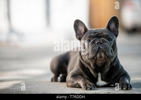 Französische Bulldogge Festlegung auf dem Bürgersteig und Outdoor. Canine Portraitfotos in natürlichem Licht und Querformat Stockfoto