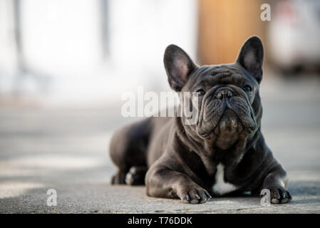 Französische Bulldogge Festlegung auf dem Bürgersteig und Outdoor. Canine Portraitfotos in natürlichem Licht und Querformat Stockfoto