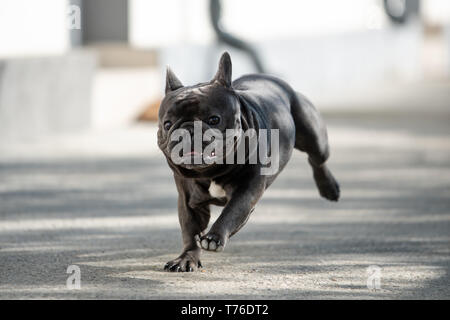 Springen französische Bulldogge Outdoor Portrait. Niedlich Säugetier purebreed glücklich zu sein Stockfoto