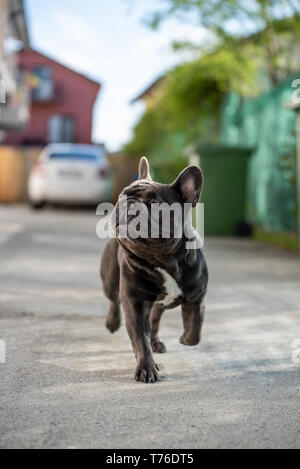 Close up canine Portrait von grauen Französische Bulldogge shout outdoorwhile Suchen entfernt. Cute Puppy purebreed Stockfoto