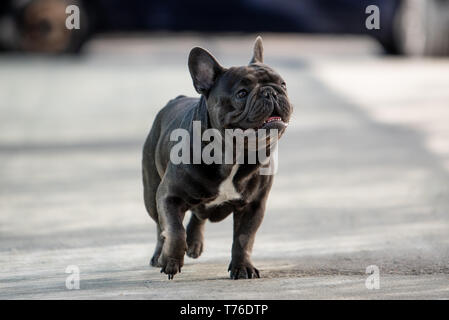 Süße französische Bulldogge Welpen laufen frei auf dem Bürgersteig vor dem Haus. Purebreed cute heimische Säugetier. Stockfoto