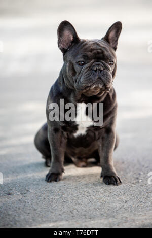 Französische Bulldogge Welpen suchen, während vorne außen. Outdoor Hunde portrait Stockfoto