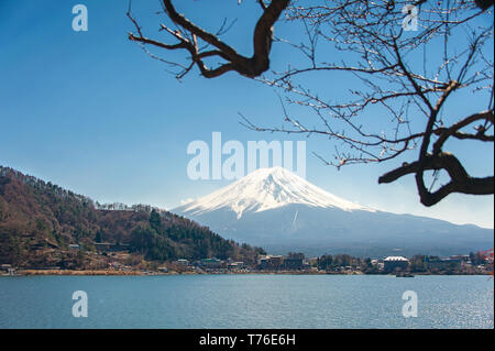 Blick auf den Fuji vom Ufer des Sees Kawaguchiko. Die schneebedeckten Berge, den klaren, blauen Himmel und Kirschbaum in den Vordergrund Silhouette Stockfoto