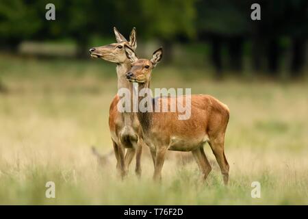 Red Deer (Cervus elaphus), Hirsch Kühe stehen auf einer Wiese, Dänemark Stockfoto
