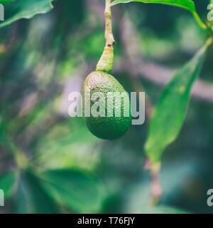 Avocado Obst auf einem Baum auf der Insel Oahu, Hawaii Stockfoto