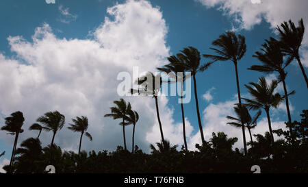 Palmen Silhouetten und blauen Wolkenhimmel Hintergrundbild Stockfoto