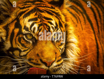 Tiger (Sumatra)/Panthera tigris sumatrae in Dudley Zoo DE Stockfoto