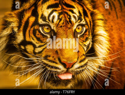 Tiger (Sumatra)/Panthera tigris sumatrae in Dudley Zoo DE Stockfoto