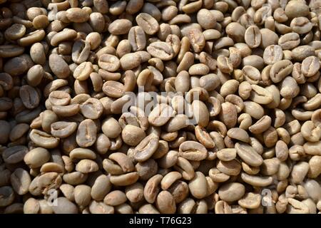 Ungerösteten trockene grüne Kaffeebohnen bei Tageslicht als Nahrungsmittel für den Handel mit Gemüse für Getränke und Getränke ausgesetzt. Stockfoto