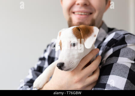 Menschen- und PET-Konzept - Nahaufnahme Portrait von Jack Russell Terrier Welpen sitzen auf die Hände des Menschen Stockfoto