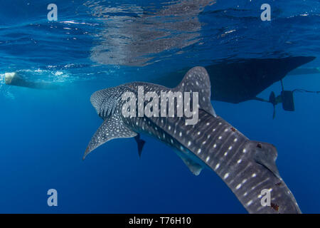 Der Walhai (Firma IPCON typus) Annäherung an die Banca Boot in der Honda Bay, Puerto Princesa, Palawan, Philippinen. Stockfoto