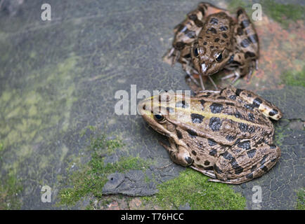 Europäische Sumpf Frosch, Pelophylax ridibundus, in alten Entwässerungsgraben. Stockfoto