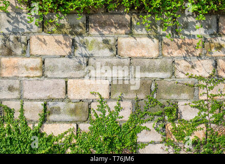 Coatbuttons oder mexikanischen daisy-Anlage an der Wall brick Stockfoto