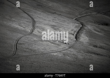 Pferd weiden auf einer Wiese in einem ukrainischen berg Tal. Schwarz und Weiß. Stockfoto