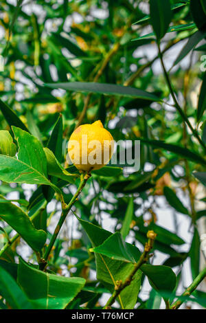 gelbe Zitronen am Baum hängen Stockfoto