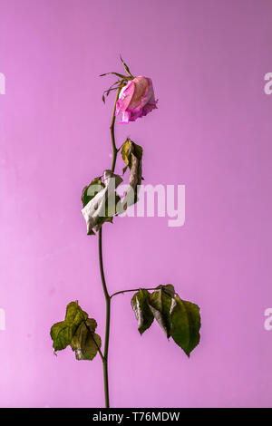 Trockene Rose auf einem rosa Hintergrund. Abstrakte noch leben. Konzeptionellen Minimalismus Stockfoto