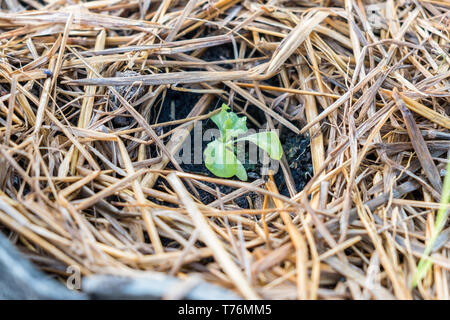 Sämling grüne Eiche Kopfsalat in organischen Garten wachsenden Stockfoto
