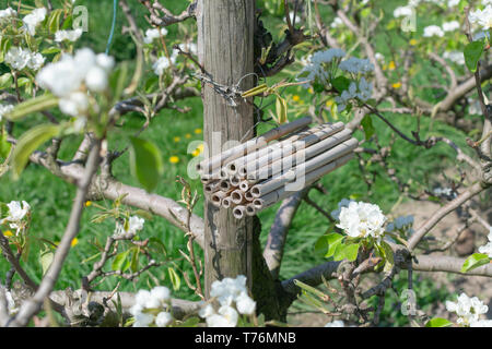 Ein Insekt Hotel hängt eine Frucht Baum in einem Obstgarten Stockfoto