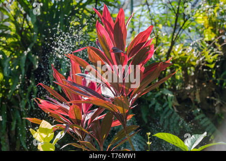 Foto einer Heliconia Anlage in einem malaysischen Garten mit Zoom Objektiv aufgenommen. Stockfoto