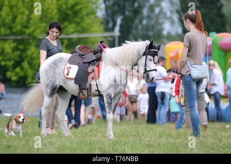 Menschen, die in der Nähe der Pony und den Hund. 7-th Air Show. Juni 21,2018. Kiew, Ukraine Stockfoto