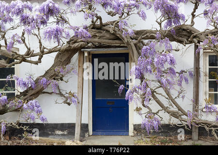 Wisteria wird per Post über eine Vordertür unterstützt. Stockfoto