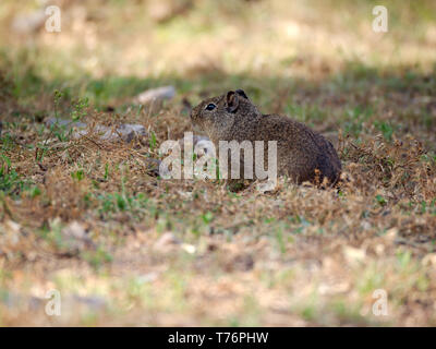 Eine südliche Berg Cavia (Microcavia australis) in Rio Ceballos, Cordoba, Argentinien. Stockfoto