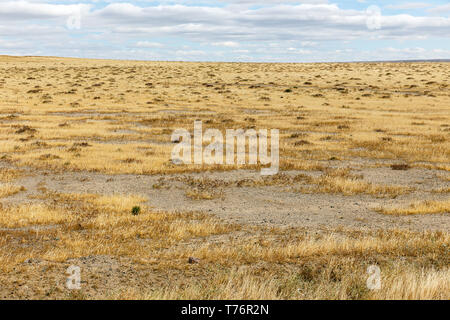 Trockenes Gras in der Steppe, Landschaft der Wüste Gobi, Mongolei. Stockfoto