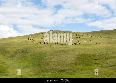 Herde von Schafen und Ziegen grasen in der mongolischen Steppe, Mongolei Stockfoto