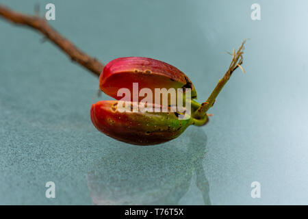 Makroaufnahme eines lebhaften Rot und Grün acorn sprießen mit root und neue Schießen Stockfoto