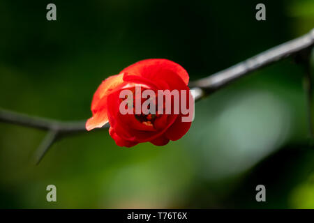 Makro von einer blühenden Blume eines japanischen Quitte (chaenomeles japonica) im hellen Sonnenschein Stockfoto