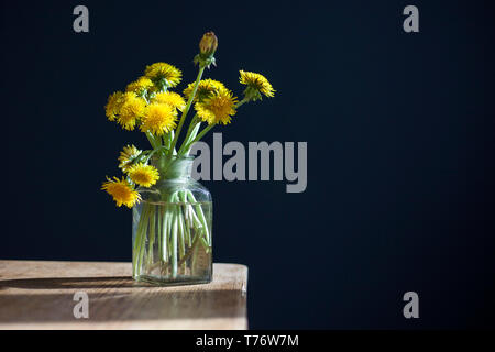 Ein Strauß gelber Löwenzahn in einem Glas transparent Glas auf einem Holztisch vor dem Hintergrund eines dunklen blauen Wand. Stockfoto