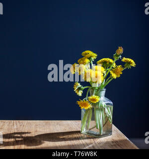 Ein Strauß gelber Löwenzahn in einem Glas transparent Glas auf einem Holztisch vor dem Hintergrund eines dunklen blauen Wand. Stockfoto