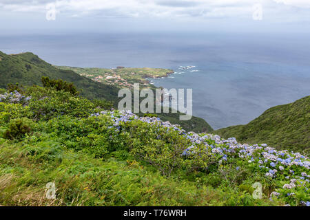 Sommer Hortensien blühen über Ponta Delgada auf der Insel Flores der Azoren. Stockfoto